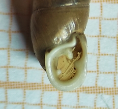 Chondrula macedonica