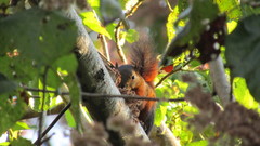 Sciurus granatensis