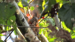 Sciurus granatensis