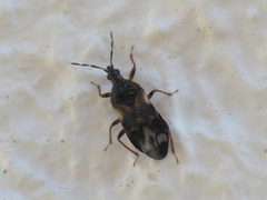 Anthocoris nemoralis