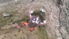 Pleurodema brachyops