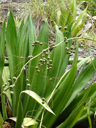 Furcraea foetida