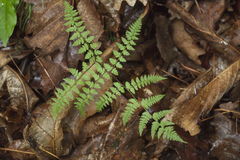 Athyrium spinulosum
