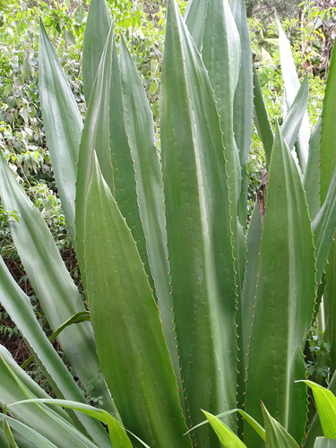 Furcraea foetida