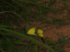 Eurema brigitta