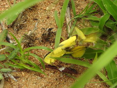 Eurema brigitta