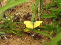 Eurema brigitta
