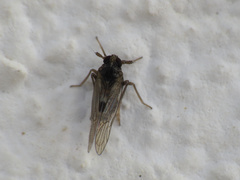 Laodelphax striatella