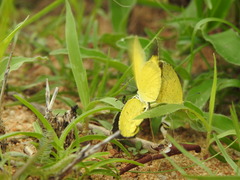 Eurema brigitta