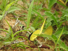 Eurema brigitta
