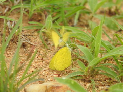 Eurema brigitta rubella