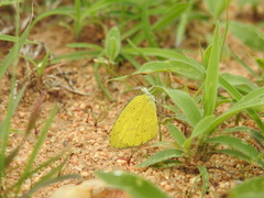 Eurema brigitta rubella