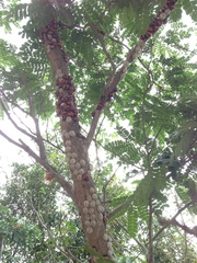 Libyaspis coccinelloides