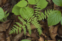 Athyrium spinulosum