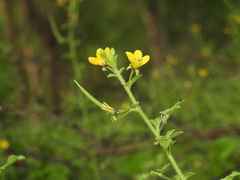 Cleome viscosa