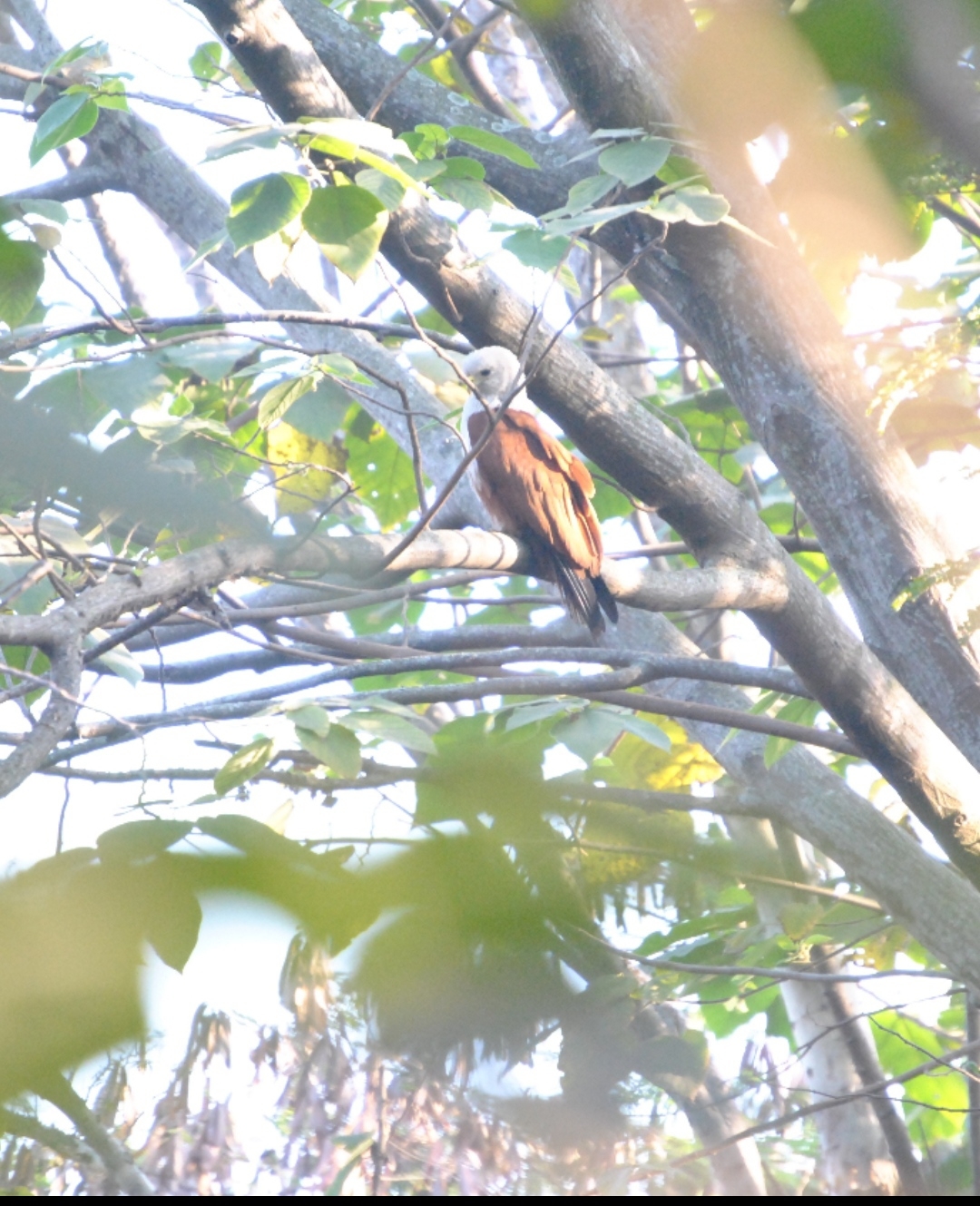 Brahminy Kite