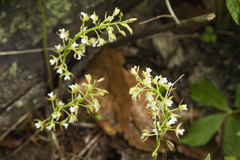 Oreorchis patens