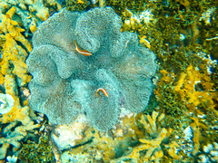 Stichodactyla mertensii