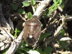 Holcostethus albipes