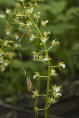 Oreorchis patens