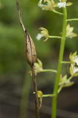 Oreorchis patens