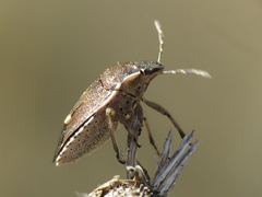 Holcostethus albipes
