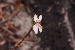 Stylidium repens