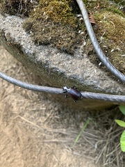 Calosoma vagans