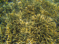 Porites nigrescens