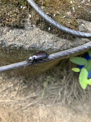 Calosoma vagans