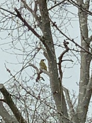 Picus viridis