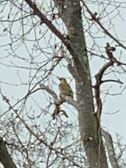 Picus viridis