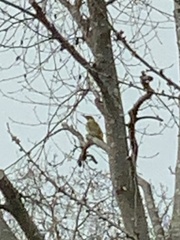 Picus viridis