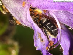 Hoplitis beijingensis