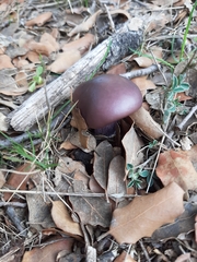 Fungi