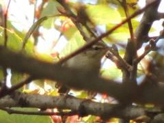 Phylloscopus tenellipes