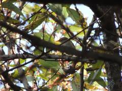 Phylloscopus tenellipes