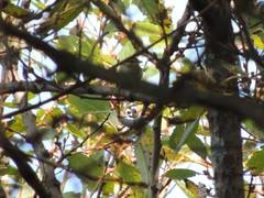Phylloscopus tenellipes