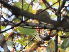 Phylloscopus tenellipes