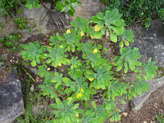 Othonna triplinervia
