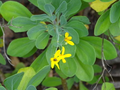 Othonna triplinervia