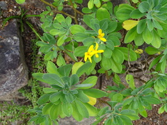 Othonna triplinervia