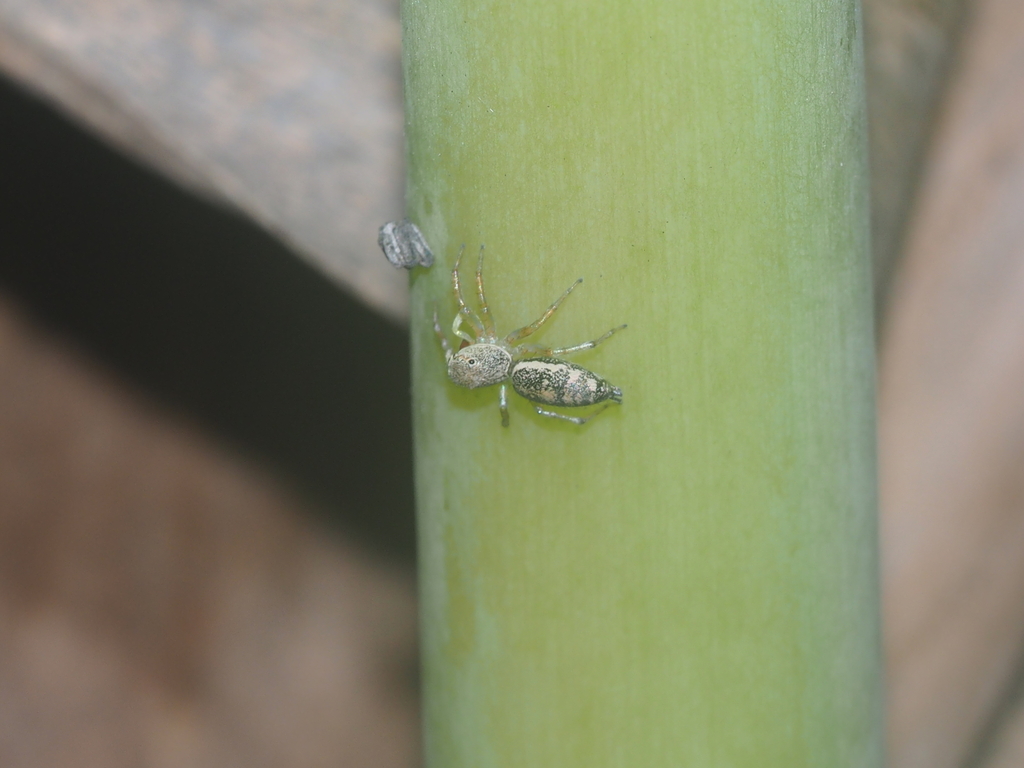 Cosmophasis ombria