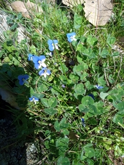 Veronica syriaca
