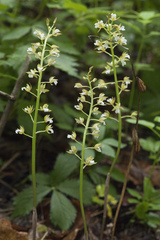 Oreorchis patens
