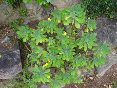 Othonna triplinervia