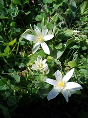 Ornithogalum lanceolatum