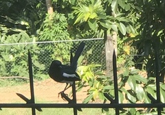 Copsychus saularis ceylonensis