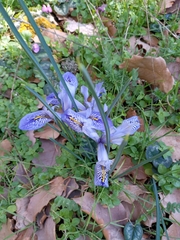 Iris histrio