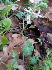 Corydalis triternata